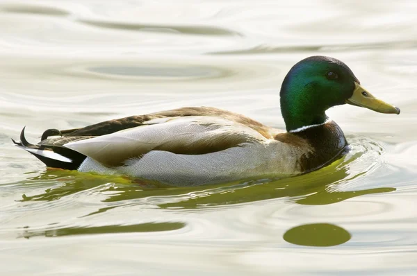 Ente schwimmt im Wasser — Stockfoto