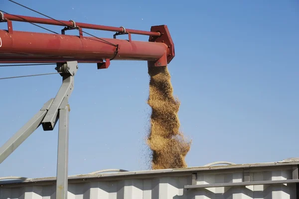 Chargement du blé récolté dans un camion, Alberta, Canada — Photo