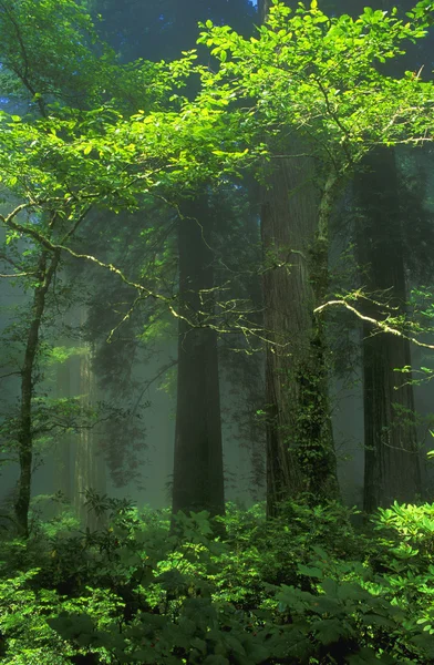 Bomen, mist en zonnestralen — Stockfoto