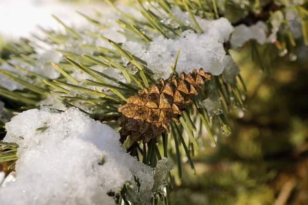 Borovicová šiška pokryté sněhem a ledem, quebec, Kanada — Stock fotografie