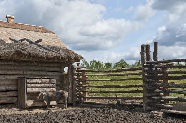 Caneta de porco no celeiro de Slemko, aldeia do património cultural ucraniano — Fotografia de Stock