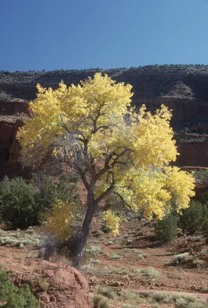 Árbol de Cottonwood con arenisca roja en otoño, Nuevo México, EE.UU. — Foto de Stock