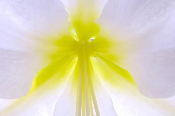 Close-up de Flower Center, Quebec, Canadá — Fotografia de Stock