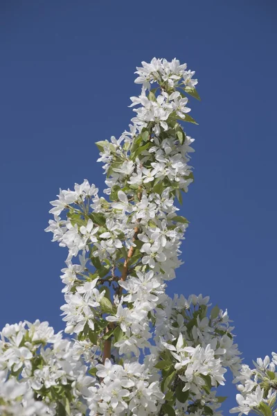 Flores de maçã no topo de uma árvore e céu azul — Fotografia de Stock