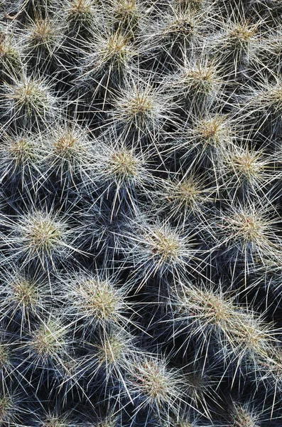 Острые шпильки клубничного кактуса — стоковое фото