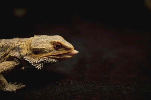 Hagedis zijn tong uitsteekt — Stockfoto