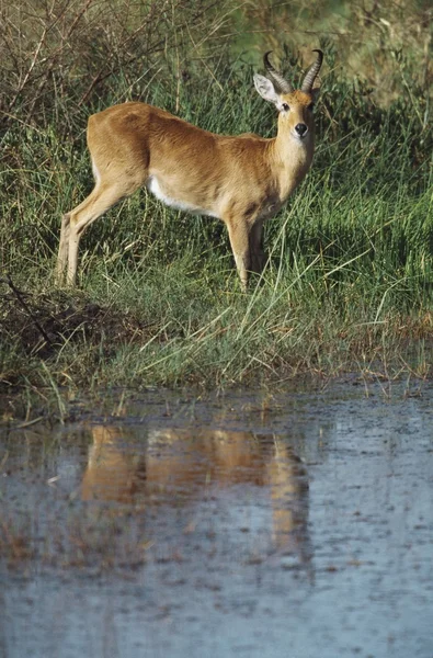 Schilfbock (redunca redunca)) — Stockfoto