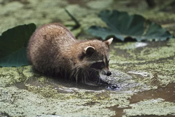 Raton laveur cherchant sa nourriture dans l'eau — Photo