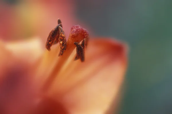 Primer plano de la flor — Foto de Stock