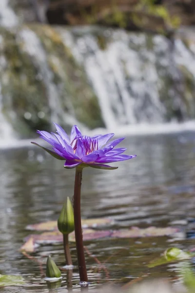 Water Lily, Kauai, Hawaii — Stock Photo, Image