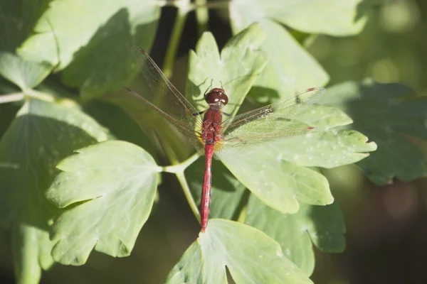 Dragonfly Perched On Leaf, Calgary, Alberta, Canada — Stock Photo, Image