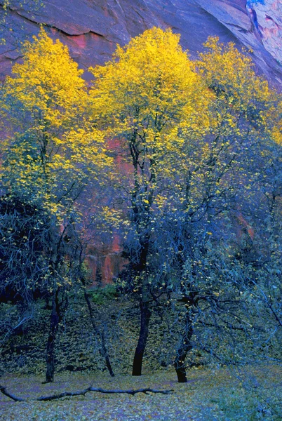 Яркие осенние деревья — стоковое фото
