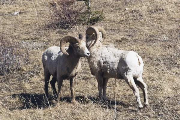 两个大角羊 (绵羊枝) — 图库照片