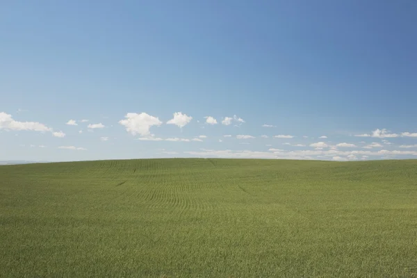Pole zelené pšenice — Stock fotografie