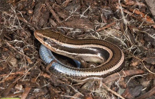 尔顿的石龙子 (plestiodon skiltonianus) — 图库照片