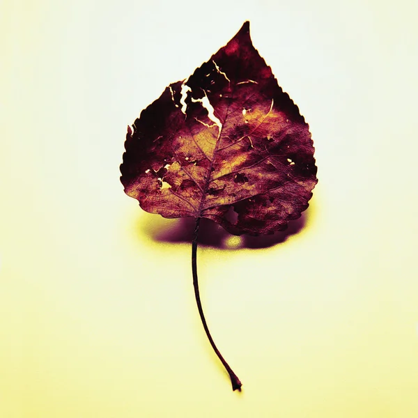 말린된 잎 — 스톡 사진