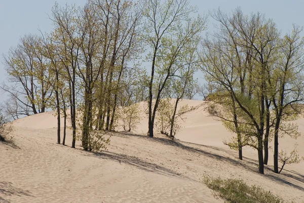 Bomen in een zand-duin — Stockfoto
