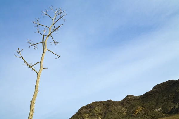 Uitgedroogd plant toont tegen een blauwe hemel — Stockfoto