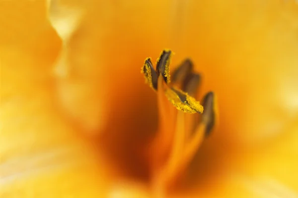 Primer plano de la flor — Foto de Stock