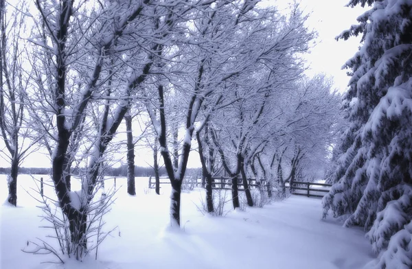 Met sneeuw bedekte bomen — Stockfoto