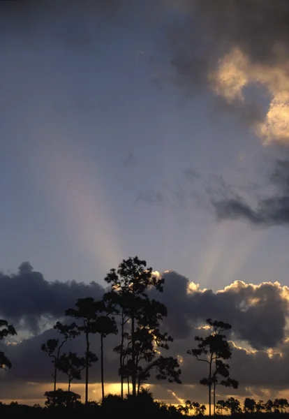 Sunrise Behind Slash Pine Trees (Pinus Elliottii) — Stock Photo, Image