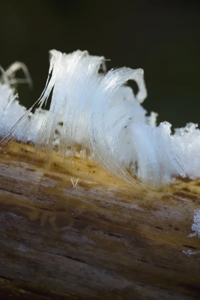 Close Up Of Frozen Moisture Pushed Up From A Branch — Stock Photo, Image