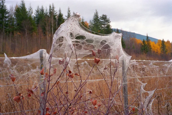 Spider Webs On Barbed Wire Fence — Stock Photo, Image