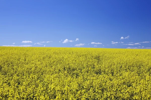 Цвітіння Рапс, Центральна провінція Альберта, Канада — стокове фото