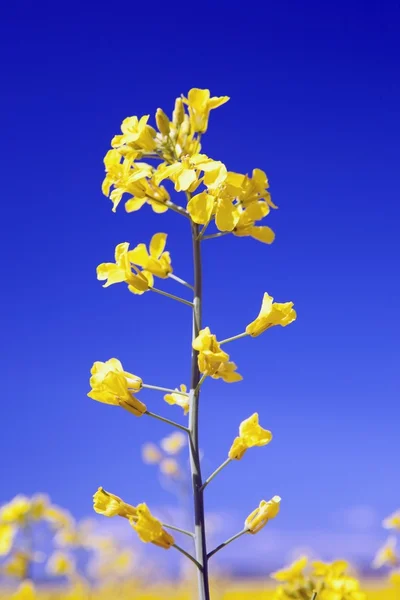 カノーラ植物 — ストック写真