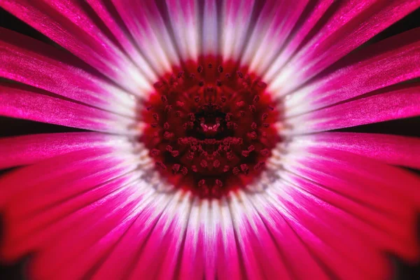 ピンクと赤の花のクローズ アップ — ストック写真