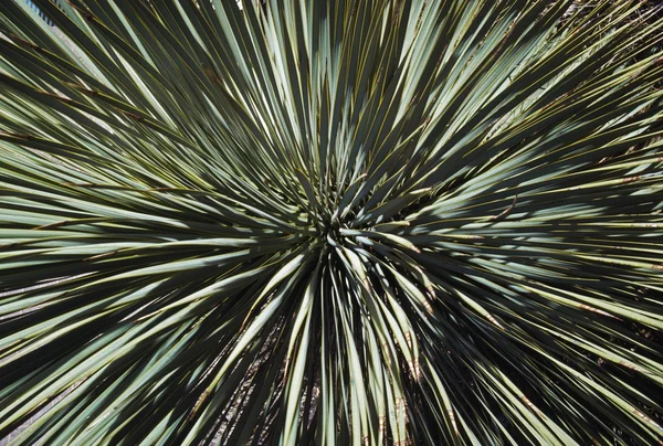 Yucca-Stacheln — Stockfoto