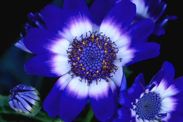 Primo piano del fiore blu — Foto Stock