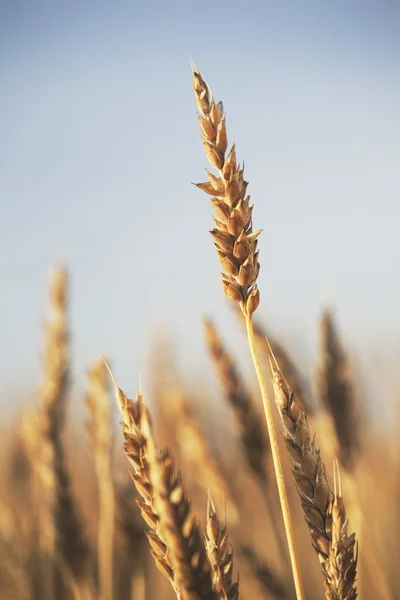 Rip Wheat, Central Alberta, Canadá — Fotografia de Stock