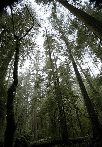 Cathedral Grove In Macmillan Provincial Park — Stock Image Cathedral Grove In Macmillan Provincial Park Stock Image