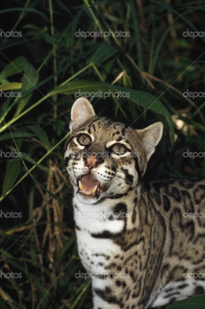 Ocelot (Leopardus Pardalis), Belize — Stock Photo © Design Pics