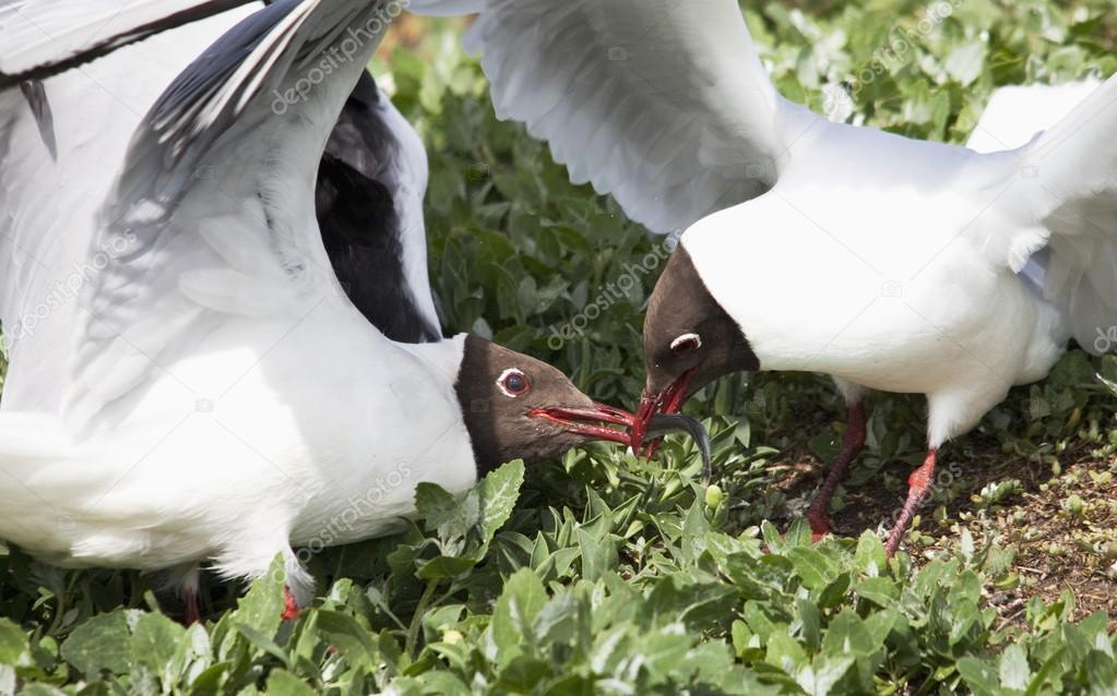 Arctic Terns (Sterna Paradisaea) Fighting Over A Fish Stolen From A Puffin
