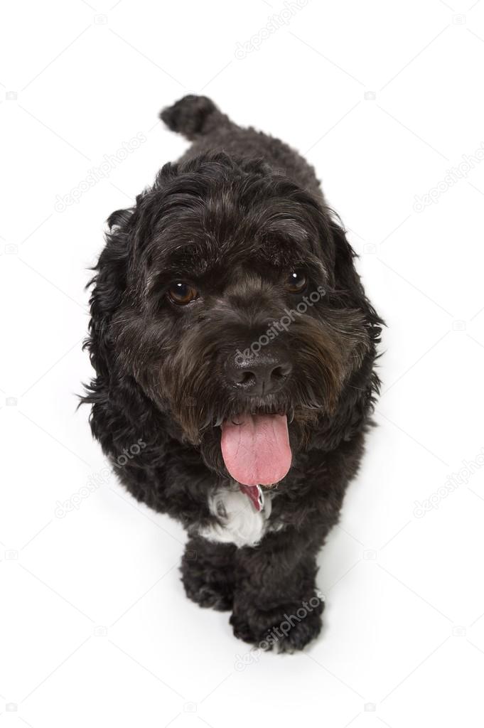 Bichon-Cocker Spaniel Dog