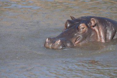 su, Afrika masai mara, kenya, su aygırı