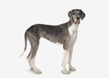 Danua köpekVictoria çeşme, Londra