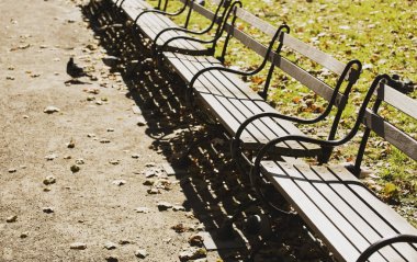 Park bench ve zemin üzerinde bir kuş