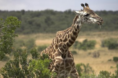Rothschild Giraffe Eating Acacia Tree clipart