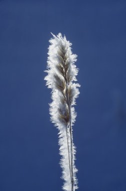 çim tohumu üstüne hoarfrost