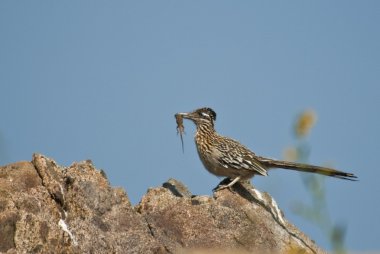 Greater Roadrunner With Its A Prey