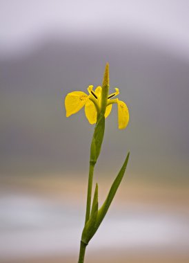 Yellow Flag Iris, Isle Of Colonsay, Scotland clipart
