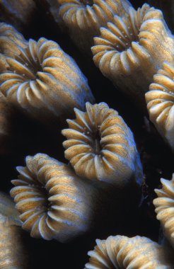 mercan yakın çekim