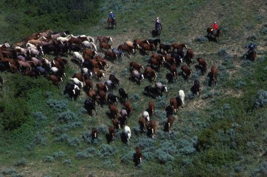 cowboys herding atları ile fırçalayın fırça