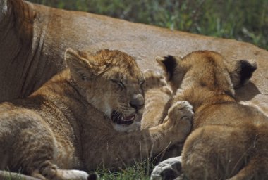 Hemşirelik, Afrika'da aslan yavruları
