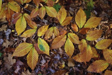 bir kayın ağacı (fagus grandifolia üzerinde düşük Şubesi)