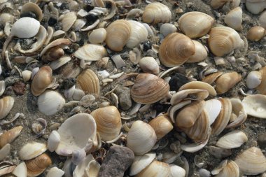 Deniz kabuğu Plajı, baja, Meksika kümelenmiş