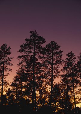 Ponderosa çam ağaçları (pinus Kızılçam)